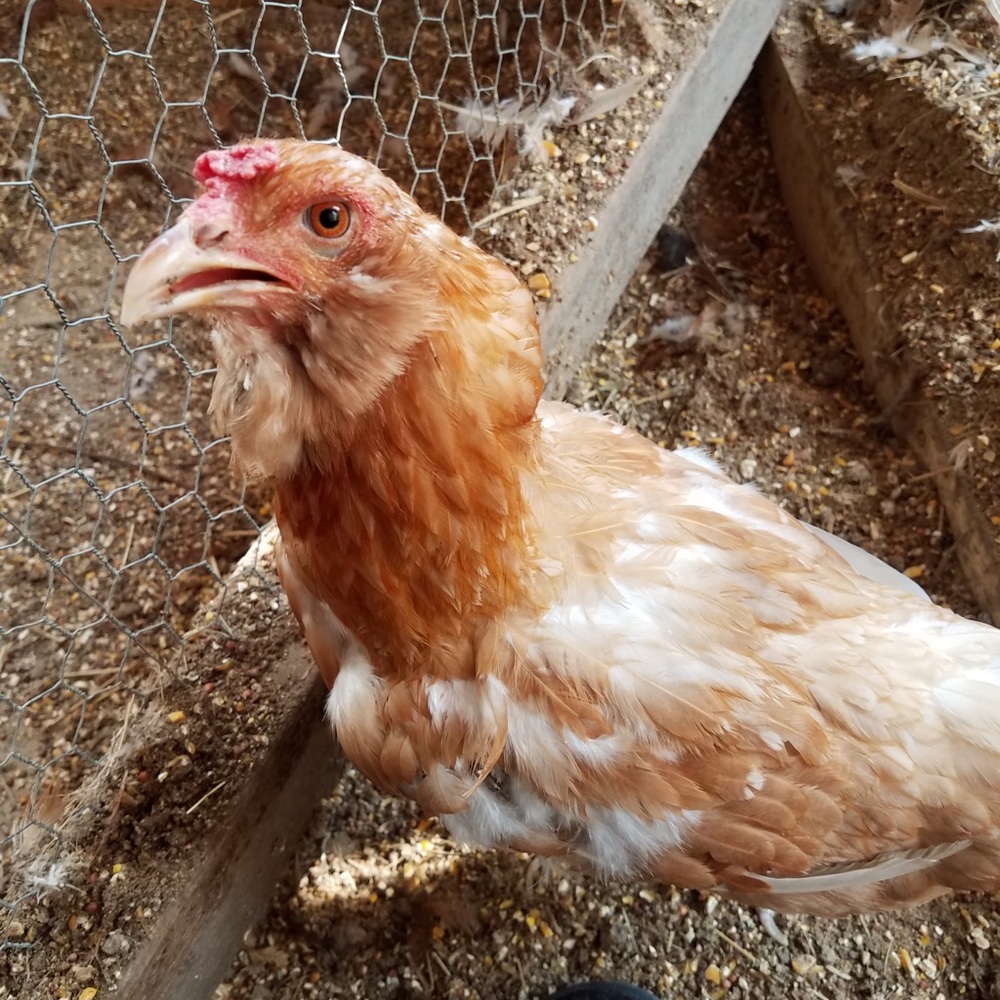 Meet your Posher, Joseph